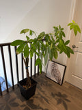 Plant #1 - Money Tree
