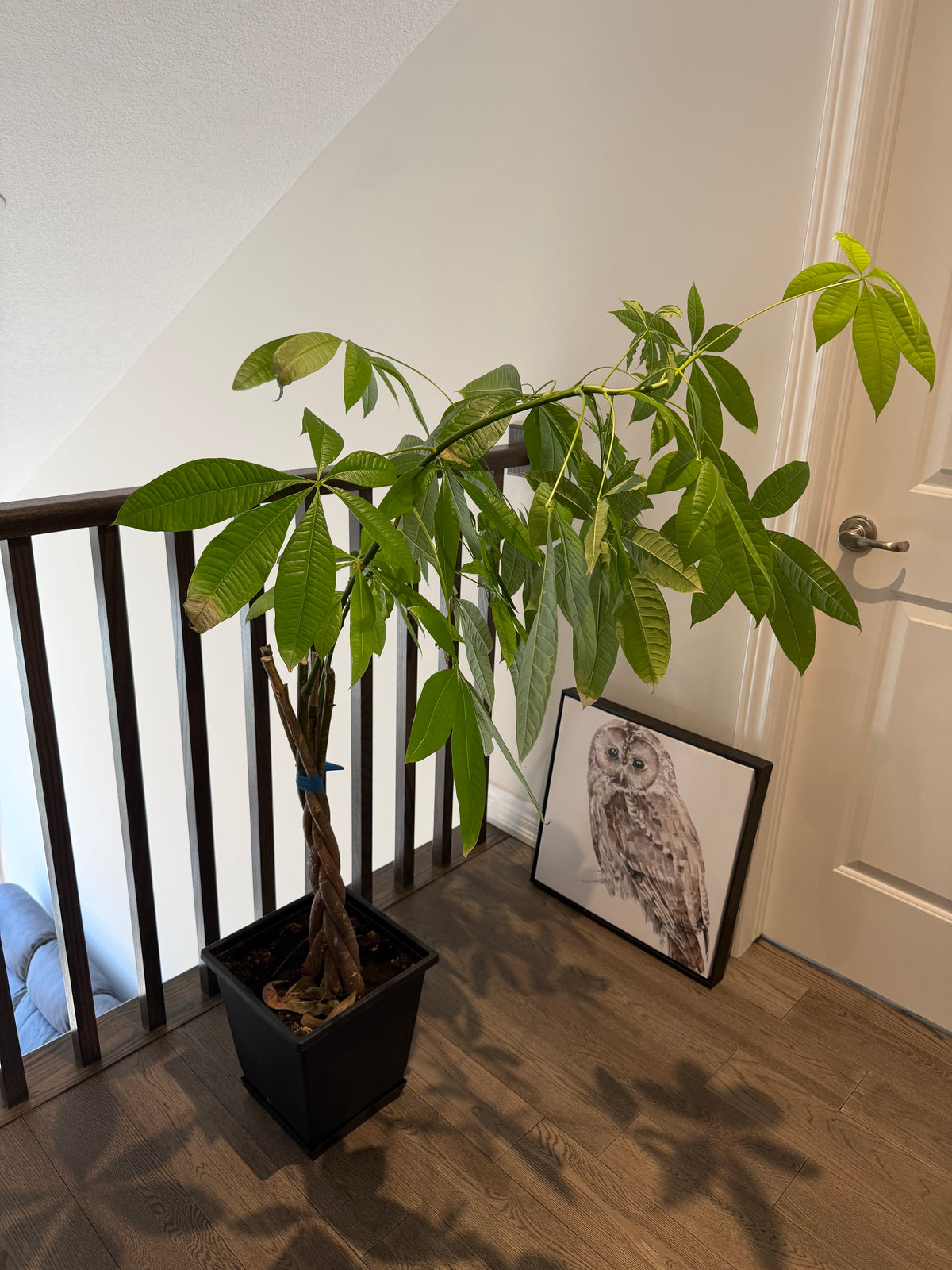 Plant #1 - Money Tree