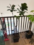 Plant #2 - Fiddle Leaf Fig