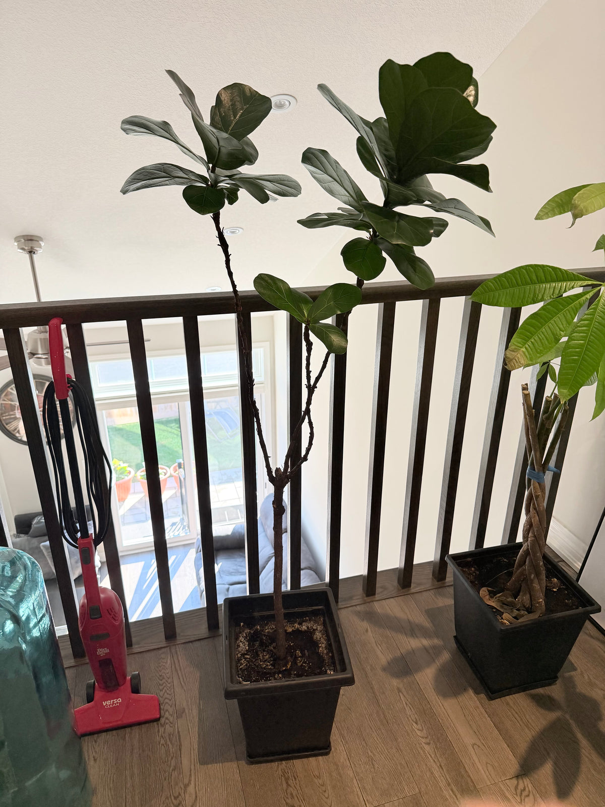 Plant #2 - Fiddle Leaf Fig