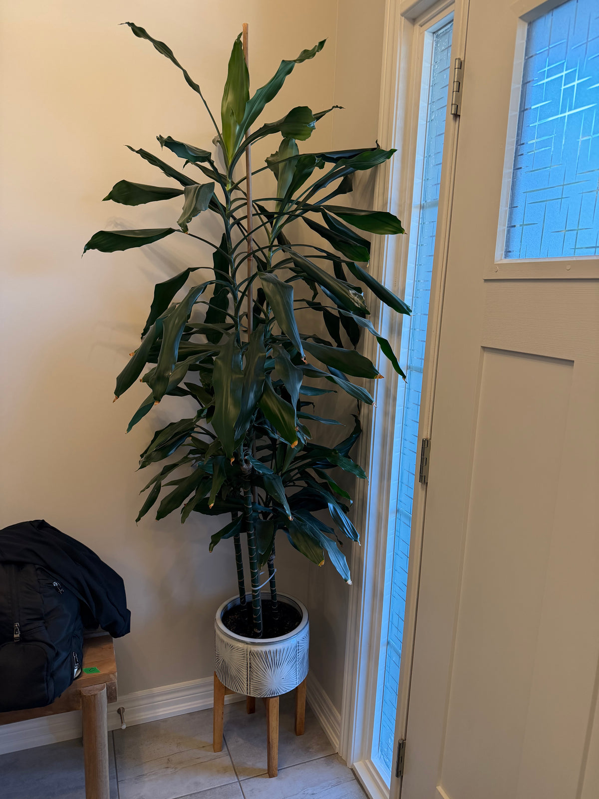 Plant #3 - Corn Plant