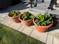 Plants #5 - Dwarf Banana Plant