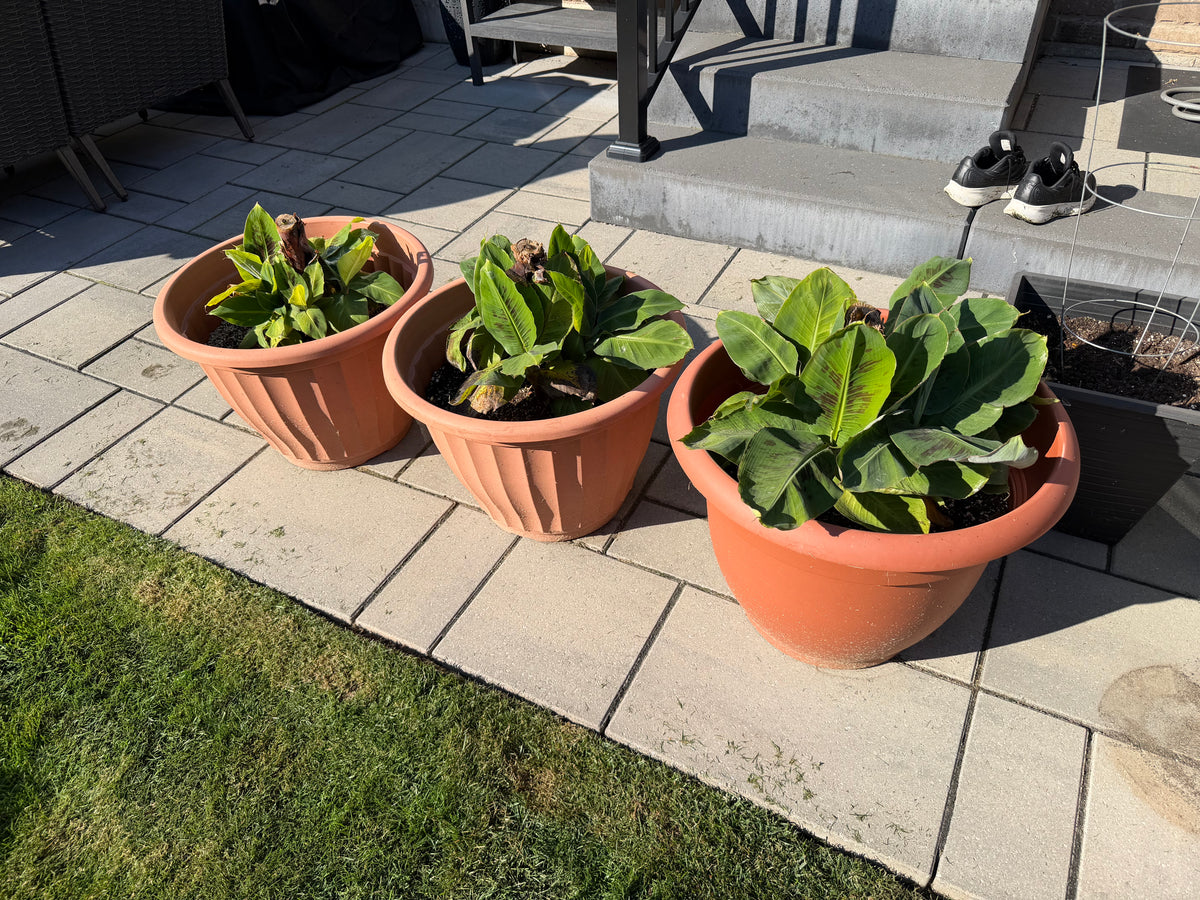 Plants #5 - Dwarf Banana Plant
