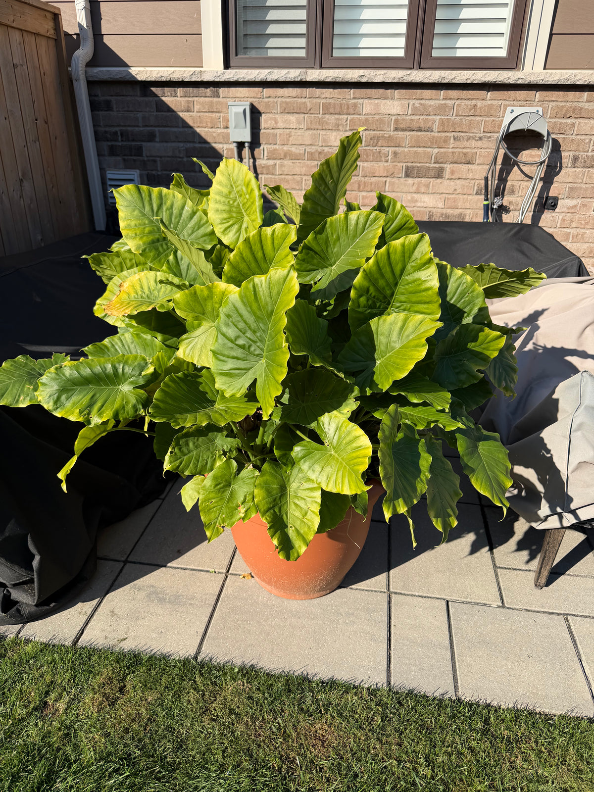 Plant #6 - Elephant Ear