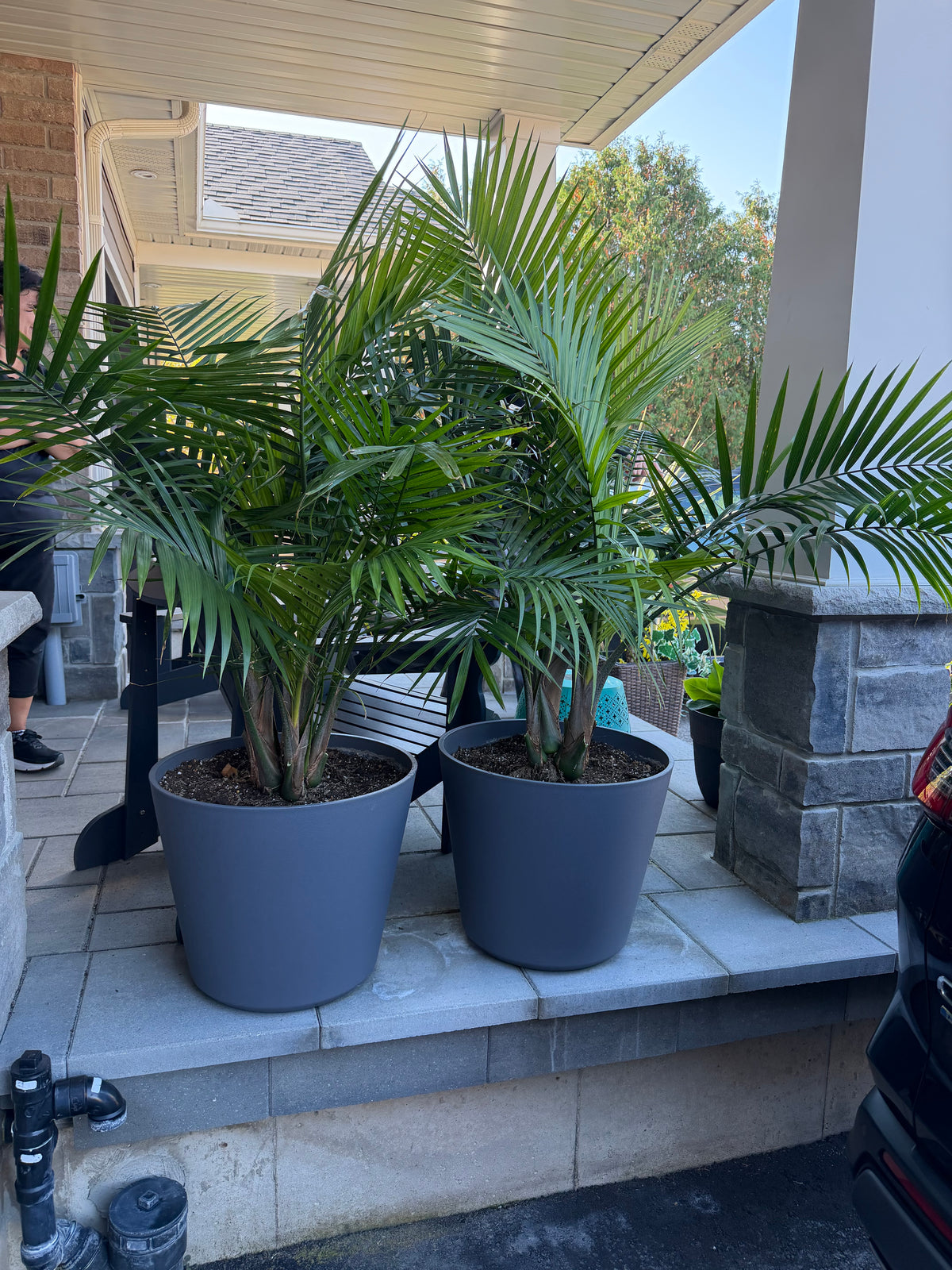 Plant #7 - Majesty Palms