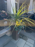 Plant #8 - 2 in lot