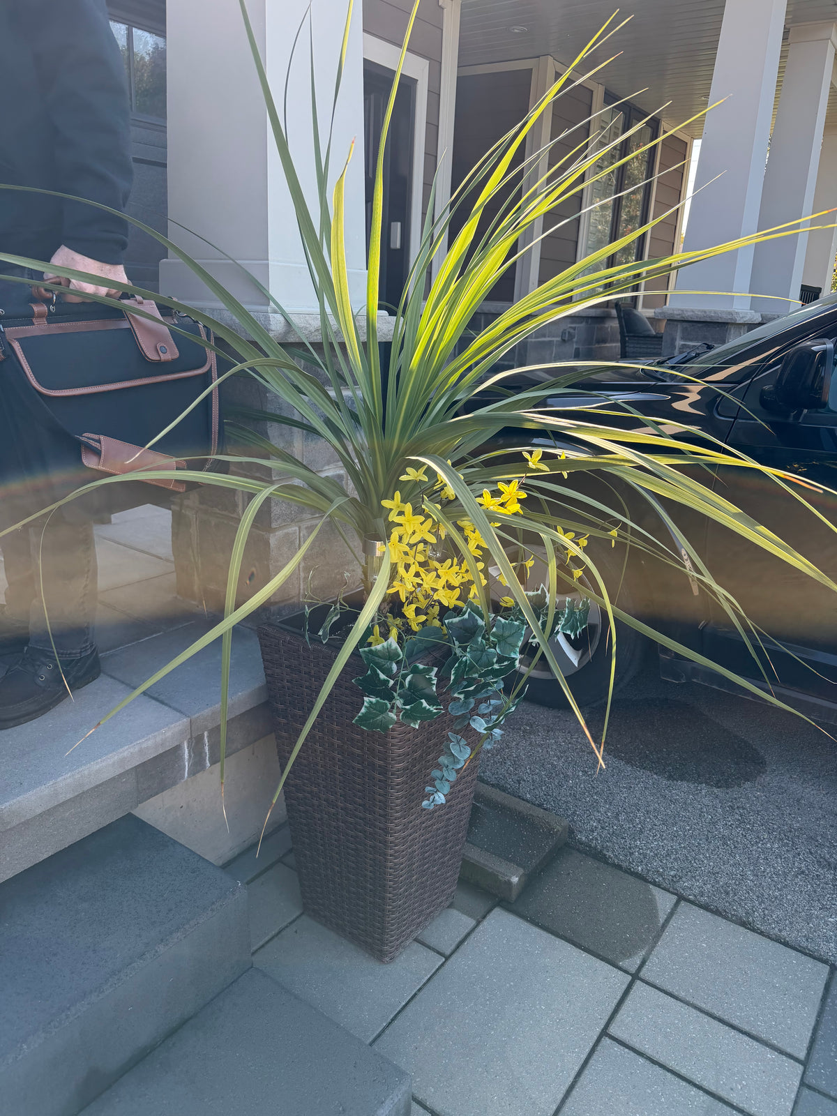 Plant #8 - 2 in lot