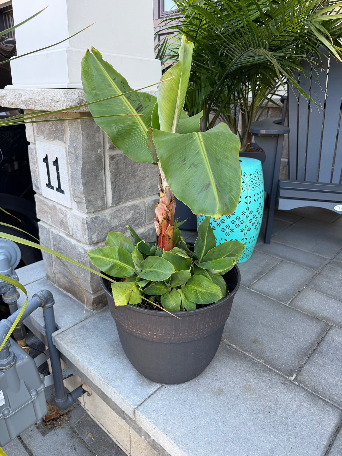 Plant #9 - Banana Plant